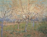 Vincent Van Gogh Orchard with Blossoming Apricot Trees (nn04)_ oil